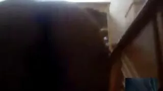 Long haired შავგრემანი ზის დიდი წიწაკა